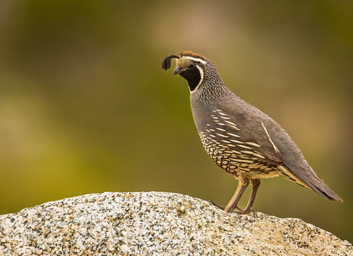 A California quail at the Reserve Friday morning (Photo: Sicco Rood).