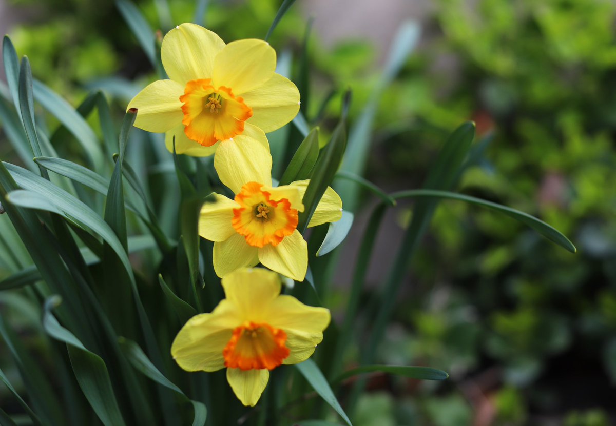 Daffodils at Queen’s taken today #photography #flowers #daffodils #spring #queensuniversity #ygk