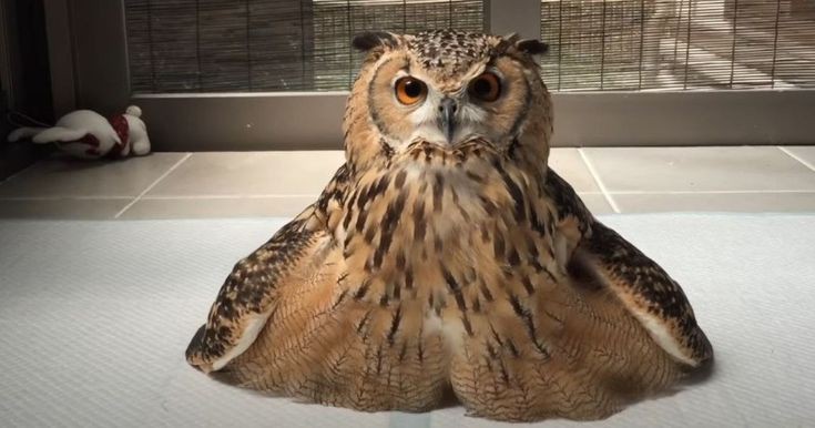 heartbreaking image of an owl melting