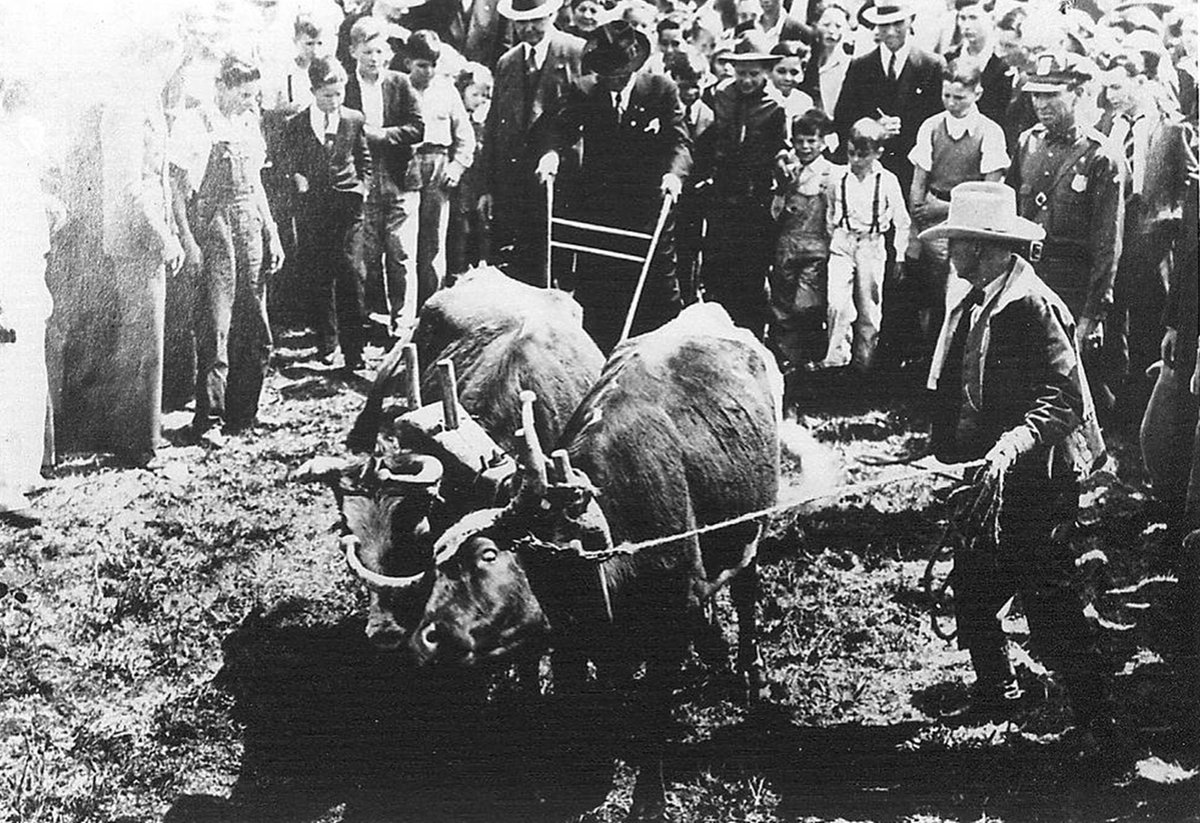 Andrew Jackson Houston, son of Sam Houston, guides the plow as ground is broken for the building of the San Jacinto monument in March, 1936 as E.H. Marks handles the team of Longhorns.