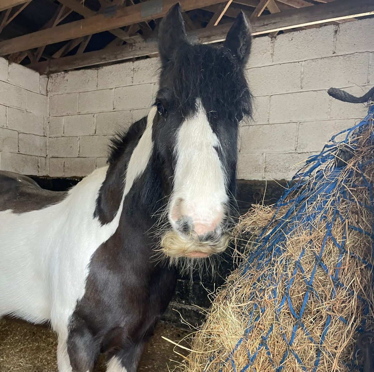 Our lovely Domino wanted to say 'hay'! 🥰🐴❤️☀️