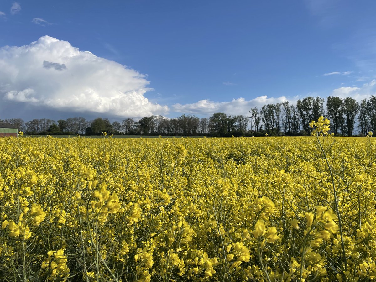 Ein gelbes Feld, ein blauer Himmel 🇺🇦 hat für mich etwas Emotionales