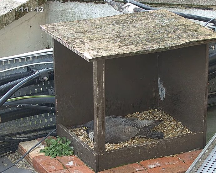 Morden Peregrines. Incubation continues well, and with the tiercel doing his fair share - so far 5 shifts today, total almost 5 hrs! There are sometimes short gaps, but nothing significant. These images show him going on, incubating, and the falcon taking over 54 minutes later.