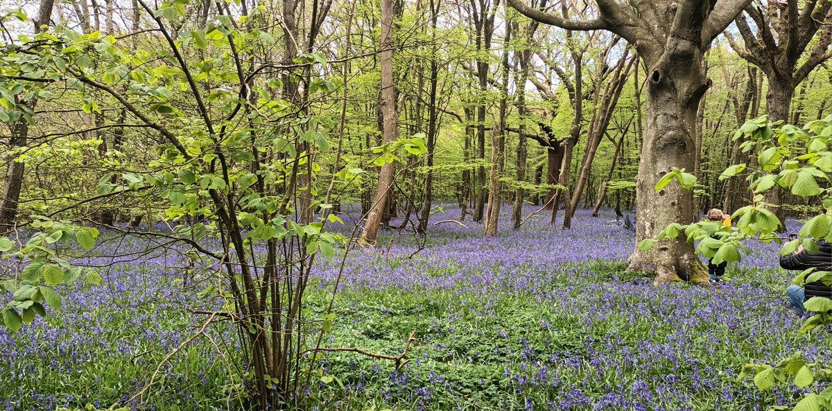 Today we went to Arlington (near Polegate), where there's an amazing bluebell forest. The window of opportunity to see bluebells is short, but I think we picked pretty much the perfect day. bluebellwalk.co.uk