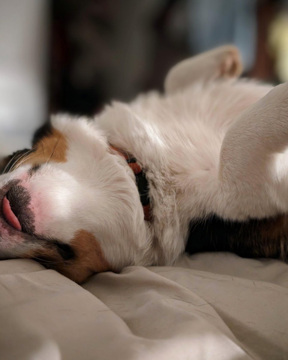 _CorgiCraze's tweet photo. Oh the life of a dog...
#corgidogs #corgilove #corgination #ilovedogs https://t.co/OGVFBbmslj