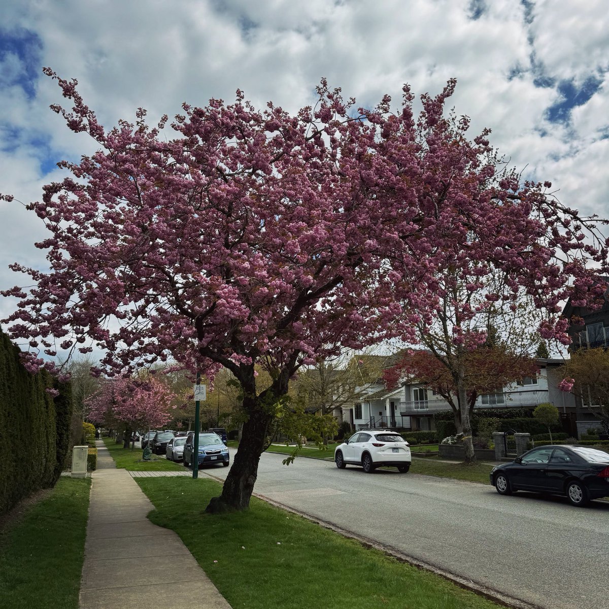 Blossoming Vancouver. 

#trees #nature #blossom #spring #vancouver #britishcolumbia