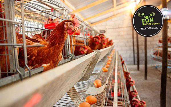 funfarmingug's tweet photo. Chicken layer cage design is a popular method of housing layers in modern poultry farming. It involves using specially designed cages that provide a comfortable and secure environment for layers to lay eggs. 

#funfarminguganda #poultry

For more info:
https://t.co/JGd6ZTOH0i https://t.co/zq4CS5ji2y