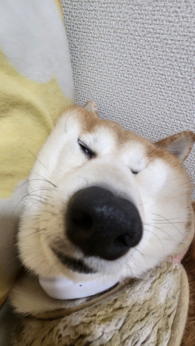 pekotaro930's tweet photo. #うちの子バチクソ可愛い熟睡選手権 https://t.co/hFNEalMe3V