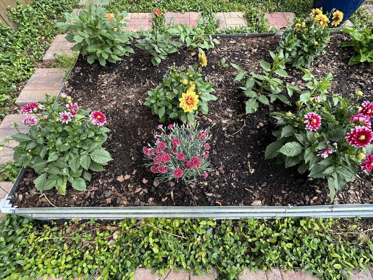 Theresa needs some extra beauty, as she cleans Henry’s house & gets his affairs in order. I never need an excuse to buy more flowers/plants. But now I had the best of reasons. These dianthus made her smile.