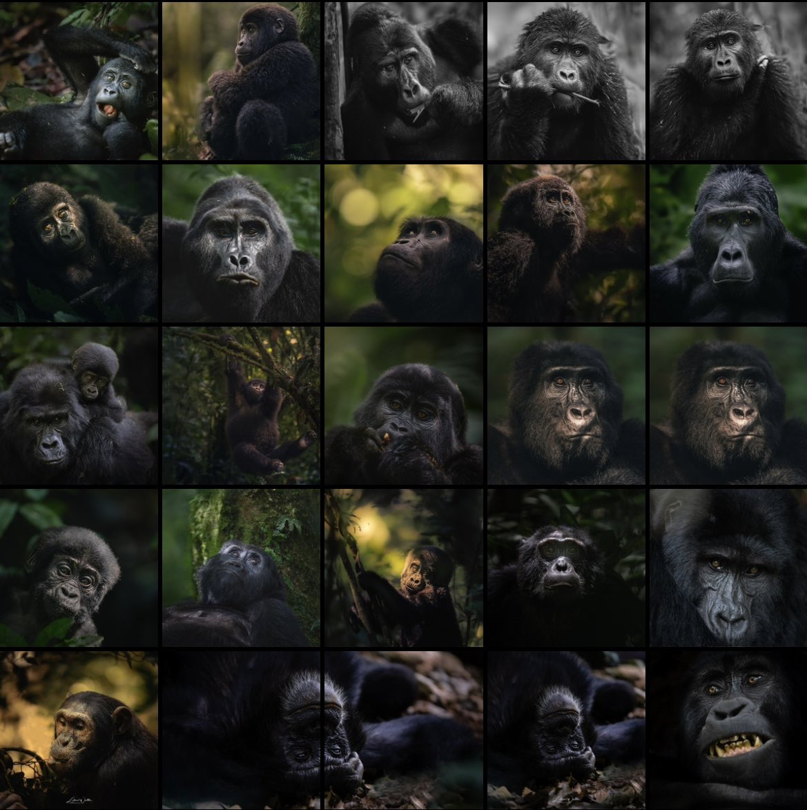 HubJaree's tweet photo. Working Together, We can save our Primates!
📸: Lukas_Walter_Photography
#ApesofUganda #SavingOurPrimates https://t.co/XJ7xUCusb5