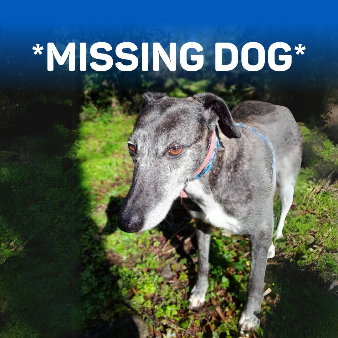 ⚠️ MISSING DOG ⚠️

Jayne the Lurcher has gone missing in the Mullingar area, if anyone sees them please call the ISPCA on 0879950458 or 0433325035. We are asking anyone in this or surrounding areas to keep a look out and please alert if seen.