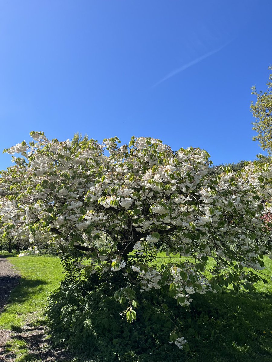 Beautiful sunny Sunday morning #200daysofwalking