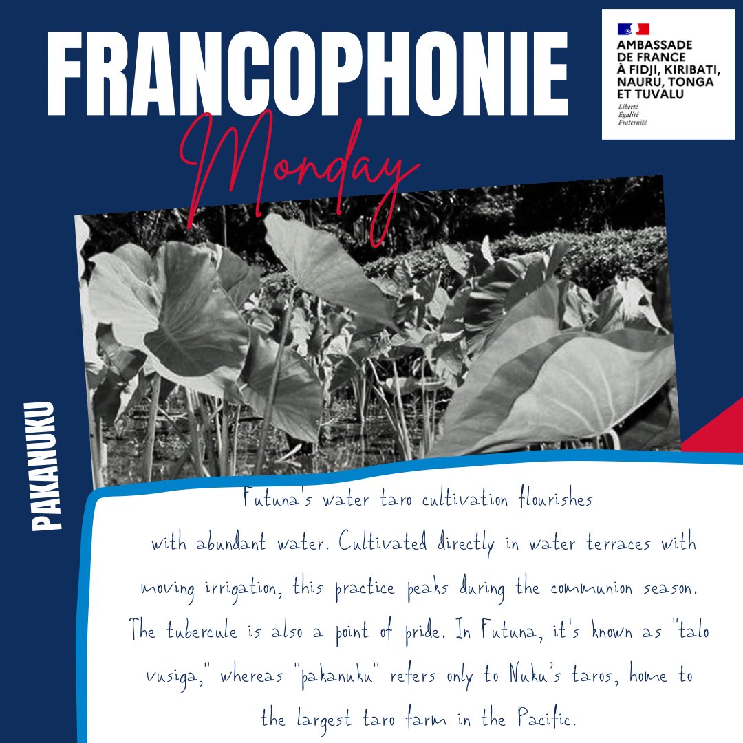 For this new #FrancophonieMonday, let’s explore #pakanuku 🍃 from #WallisandFutuna! DYK: on May 1st, which is more than just Labor Day there, villages prepare '#lu,' a traditional dish 🧆 made with coconut 🥥 milk and cassava flour, wrapped in taro leaves for the celebration.