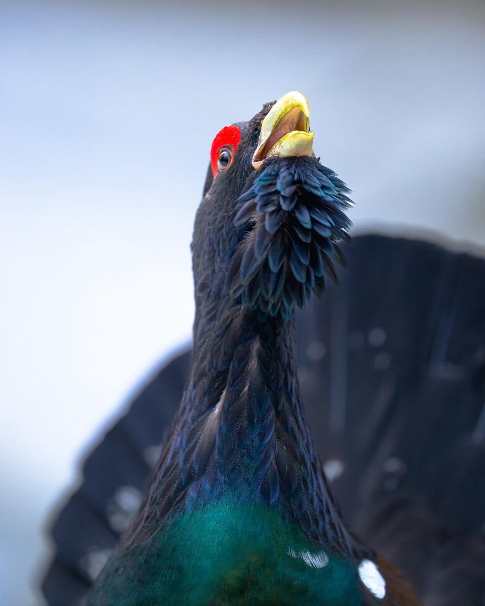 Tetrao urogallus. Romania. Photo by Gianluca D’Amico.