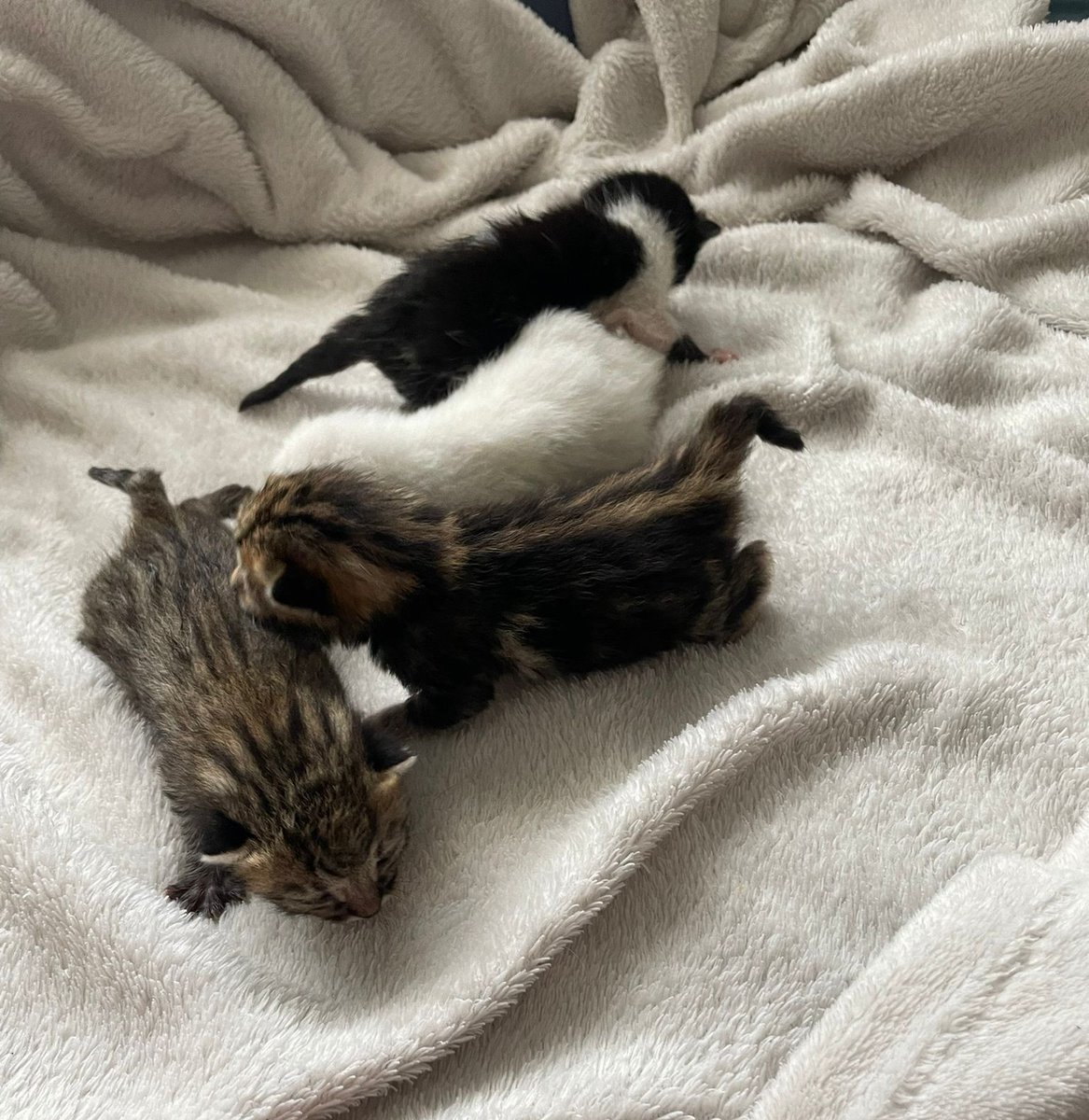 HopeFelino's tweet photo. Nos piden ayuda con estos bebés!!! Los tiraron en una caja al lado de un contenedor de basura😥😥 De momento tienen casa de acogida pero necesitarán un hogar!! #kitten #babycat #camada #AdoptaNoCompres https://t.co/GTXjos1tke