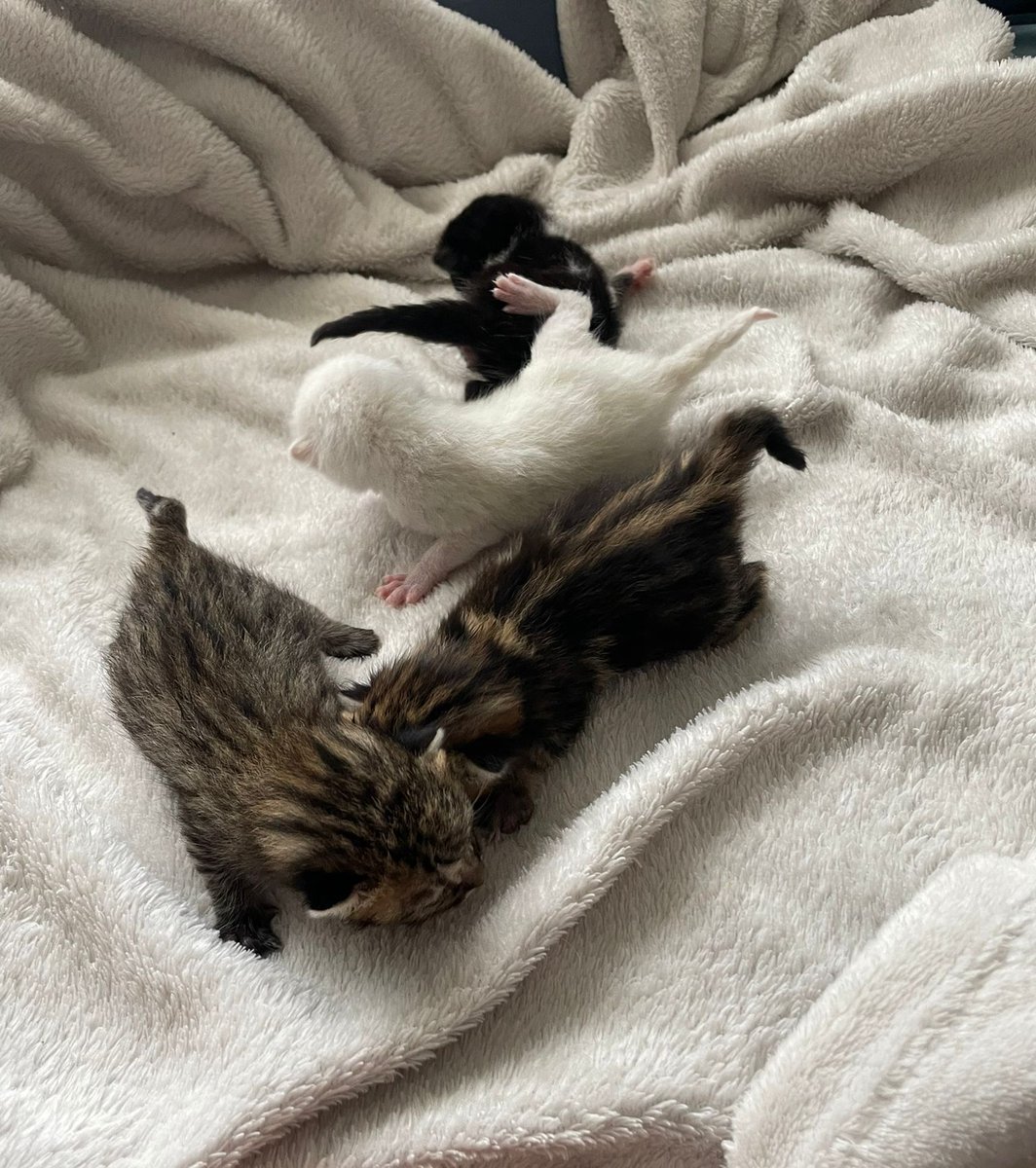HopeFelino's tweet photo. Nos piden ayuda con estos bebés!!! Los tiraron en una caja al lado de un contenedor de basura😥😥 De momento tienen casa de acogida pero necesitarán un hogar!! #kitten #babycat #camada #AdoptaNoCompres https://t.co/GTXjos1tke