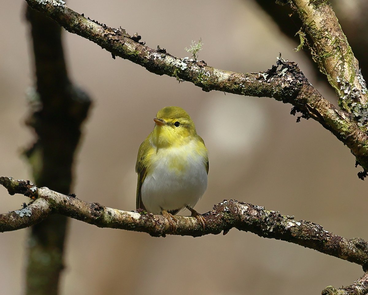 A few more from RSPB Dinas on Saturday. Pied Fly, Common Redstart and Wood Warbler.