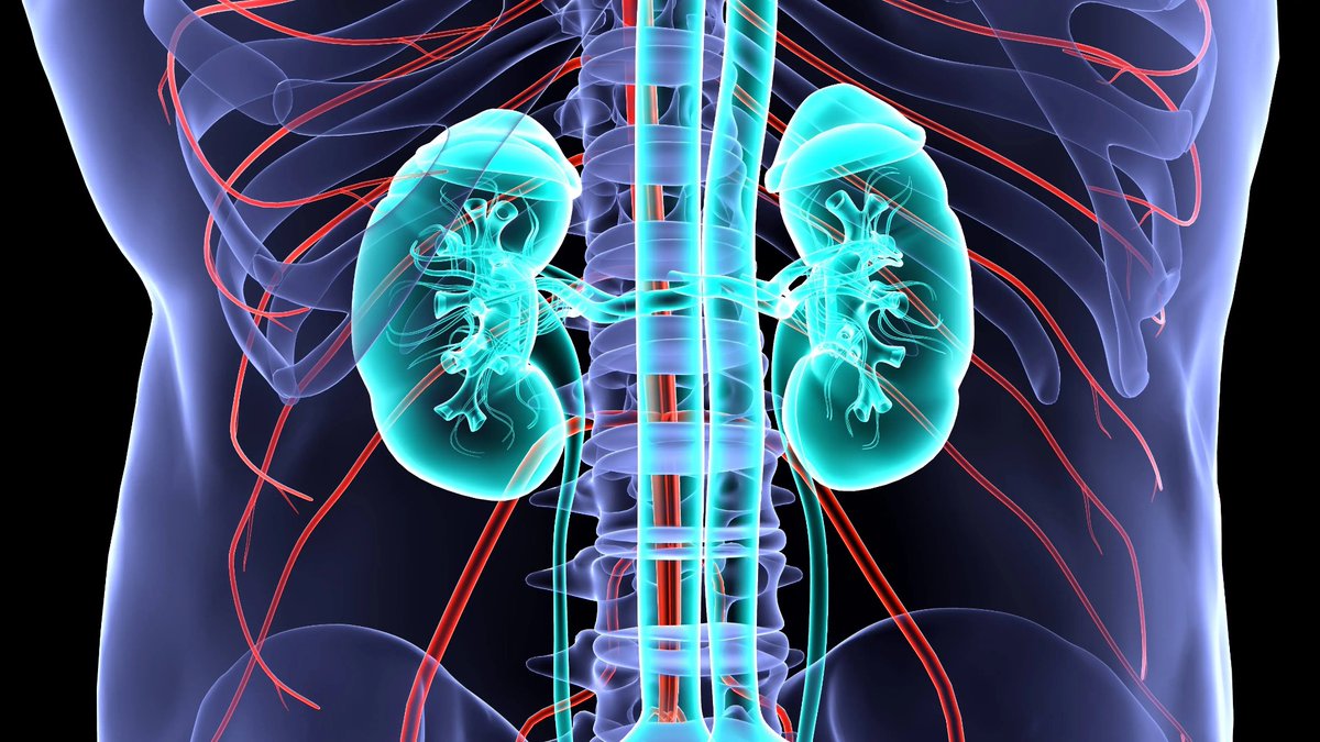 Read on the signs and symptoms of kidney diseases for early detection:

Thread: