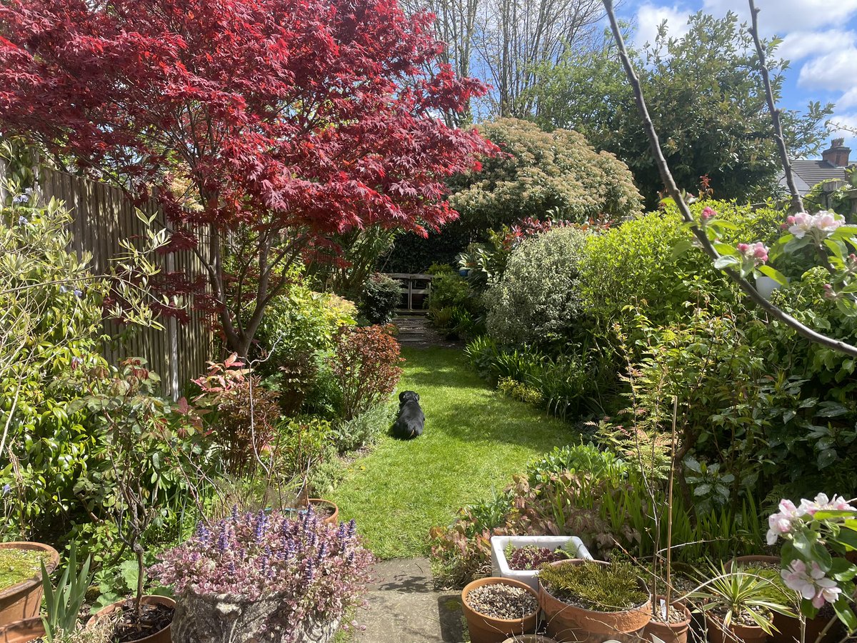 After ten months working in other #gardens, good to spend time in my own #garden this weekend. Dachshund Fred agrees!