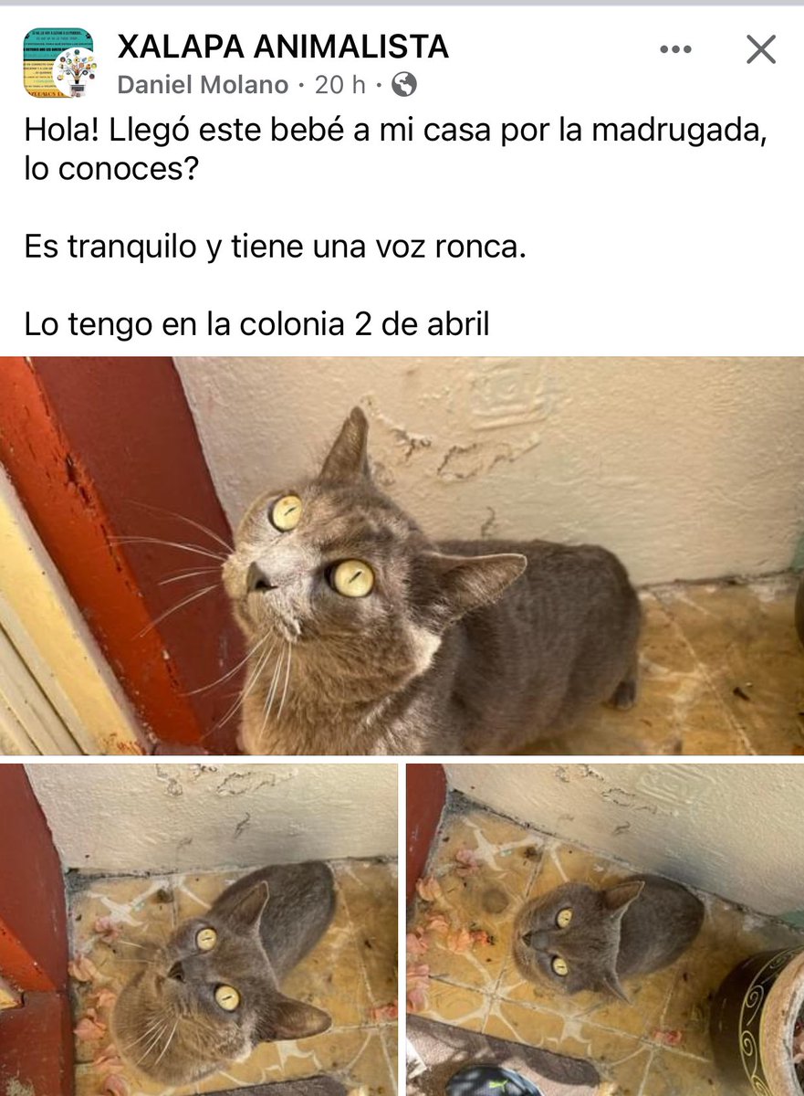 Adopta🐱🐶 #Xalapa @AbelMucino @PacoDizfinck @EvaVarona_ @pilykuera @Corintiacruz @aasullegna @VialidadXalapa @RoxanaAAT @mayteponm @mageba04 @anicienta_6 @daliaperezc @tierraverde1943 @sara_juarez @camellinlove @marydebeck @tierraverde1943 @Mtra_Shaira @Ydlan @fherciencias