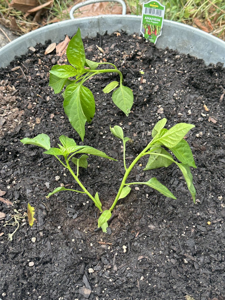 Had forgotten to plant jalapeños. And some Anaheim peppers (for Mexican cuisine!). I’ve fixed that oversight.