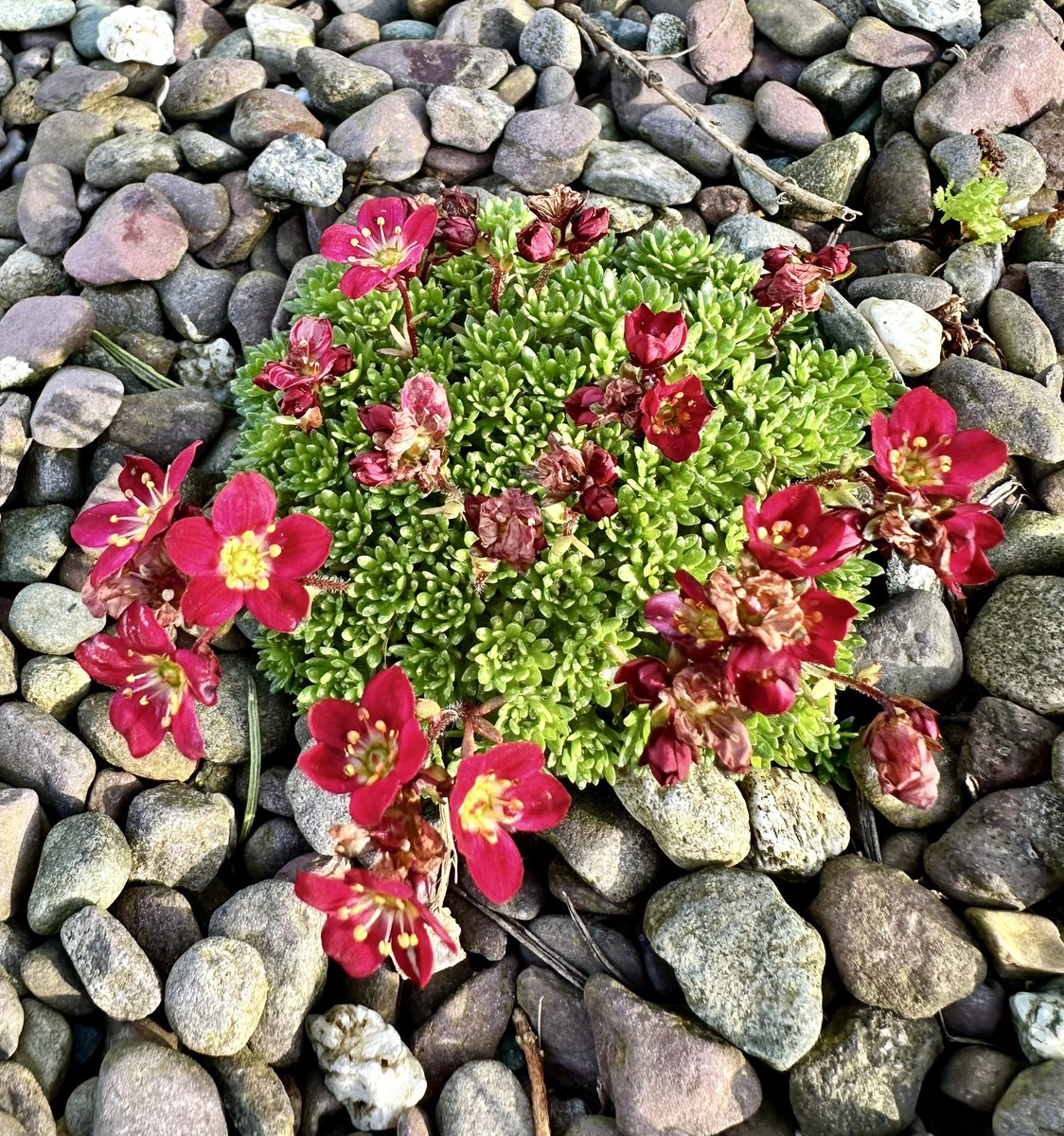 The advantages of not spraying the driveway. Irish Saxifrage (I think ). Whatever it is it’s stunning.
