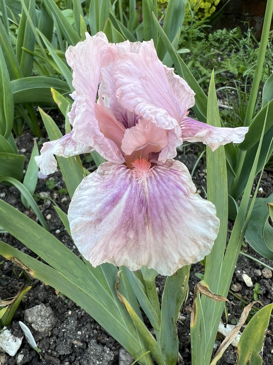 New this year, Iris “Raspberry Blush”. It looks really lovely close to Saxifragia London Pride. Need to move them even closer for better effect. No pic of the London pride!