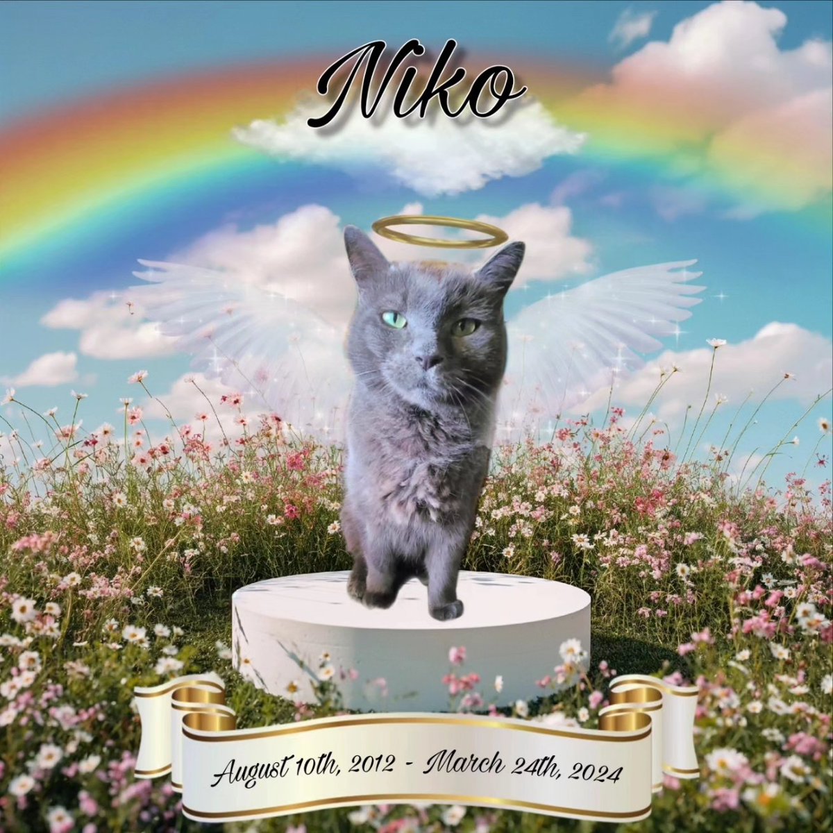 My sweet boy Niko passed away. I've been struggling to find the right words but wanted to share his story here. I will continue in the comments. He was truly one of a kind and I am so grateful for him. Fly high my little angel. Mommy will always love you. 🩵🌈✨️