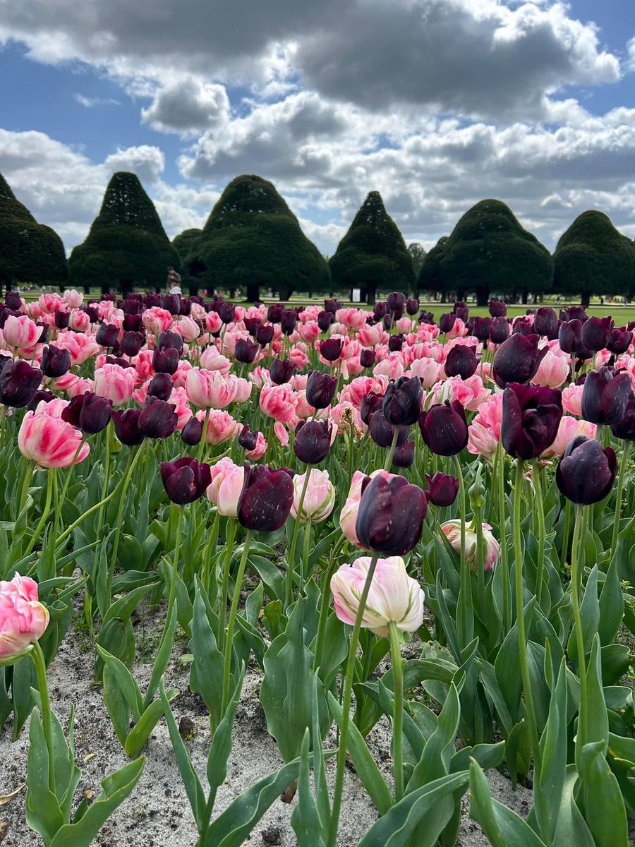 HRinBloom's tweet photo. @HRP_palaces annual Tulip Festival at #HamptonCourt is #bloomingbrilliant and is a floral show-stopper 🌷🥰🌷
#HRinBloomOnTour #OurBloom #Tulips https://t.co/euQiqD8XLV