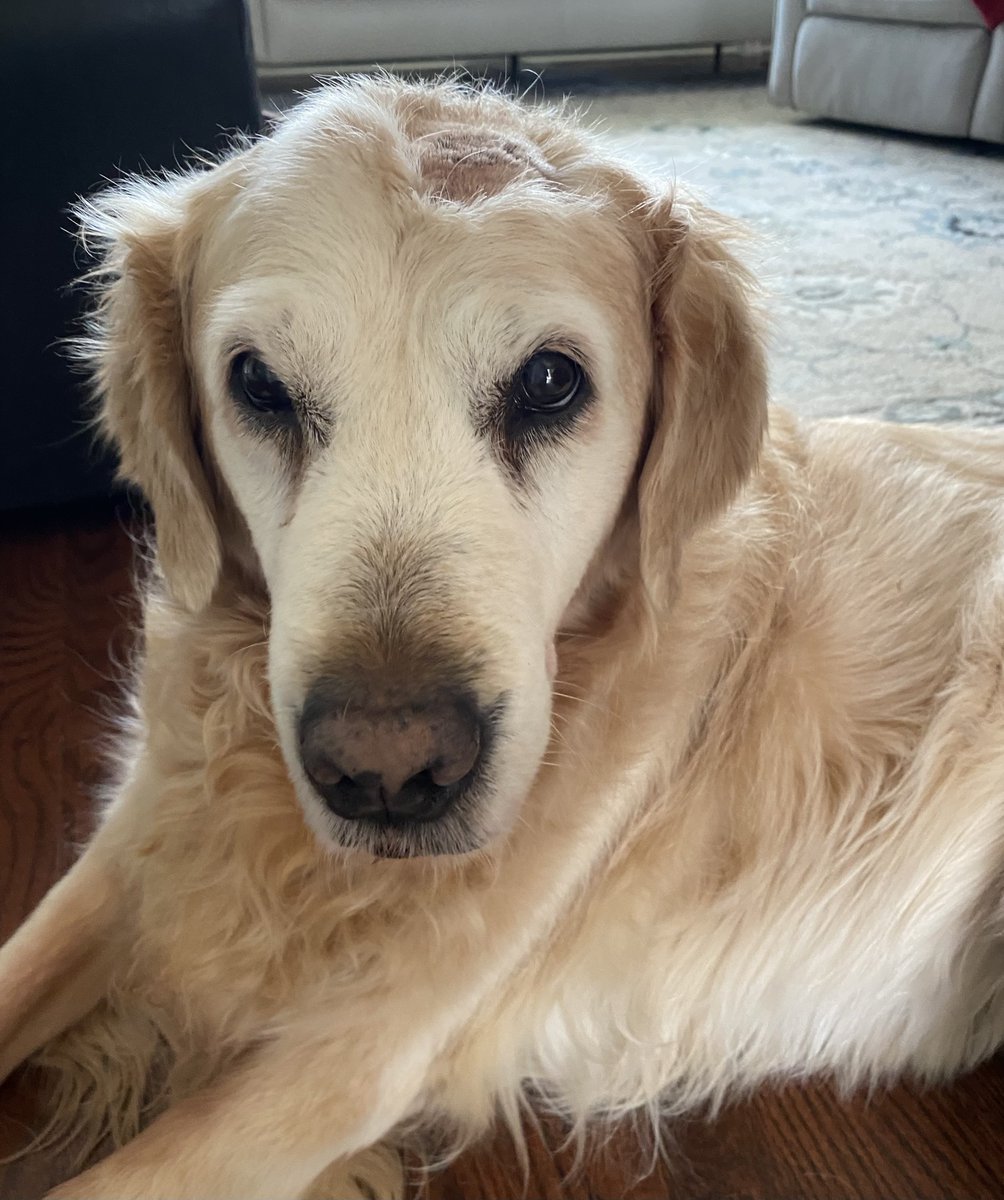 Pals, I just got back from the vets. I’m fine but just look at this! Because of my owie, they had to shave my head. Mom asked if they sold toupees. Real funny Mom. 😡😣😅 #malepatternbaldness #dogs #goldenretrievers