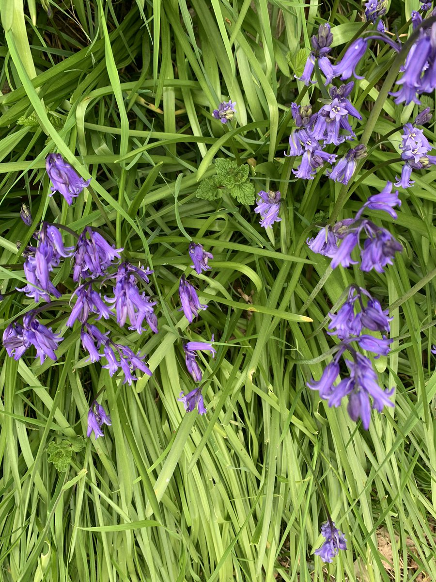 A recovery week for me so overall 31 #nhs1000miles with 12 of these being running. Lovely to see the bluebells starting to bloom. Congratulations to everyone completing the @LondonMarathon today 👏👏👏