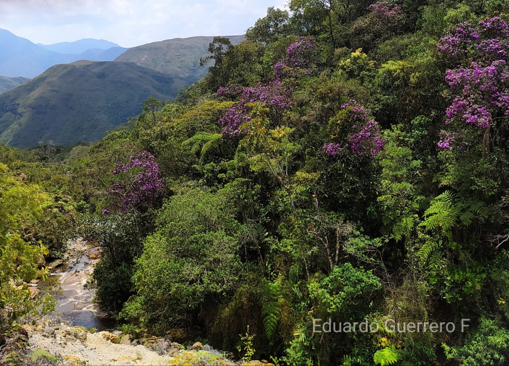 Los bosques regulan el agua en época seca y en época de lluvia. De eso depende la seguridad hídrica, la seguridad energética y el control del riesgo en nuestro país. Por eso proteger los bosques y detener la deforestación es crucial para la vida y la economía #BiodiversidadyAgua
