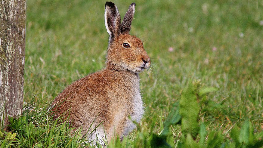 The Irish Hare should be fully protected. It's unacceptable that this iconic species is the victim of hunters, coursers and shooters. Chased and torn apart by packs of hounds. Used as live lures for dogs in coursing. Blasted to death. #Ireland #AnimalCruelty #BiodiversityCrisis