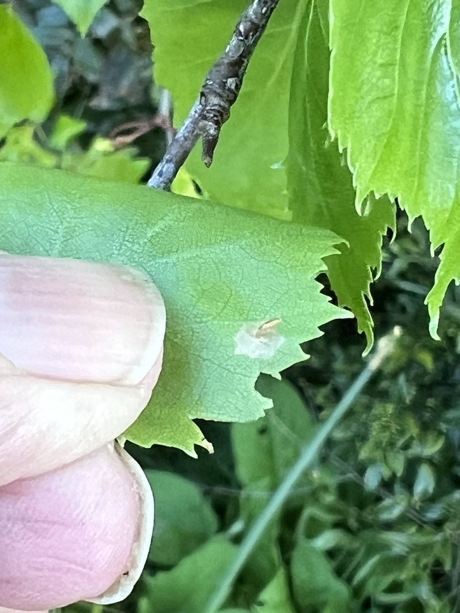 If you want to find Coleophoras - look for transparent circles on the leaf and turn it over to find the case. Here’s Col serratella on birch in garden today. A minute winter case, which will soon enlarge. Apologies for gardeners nails!