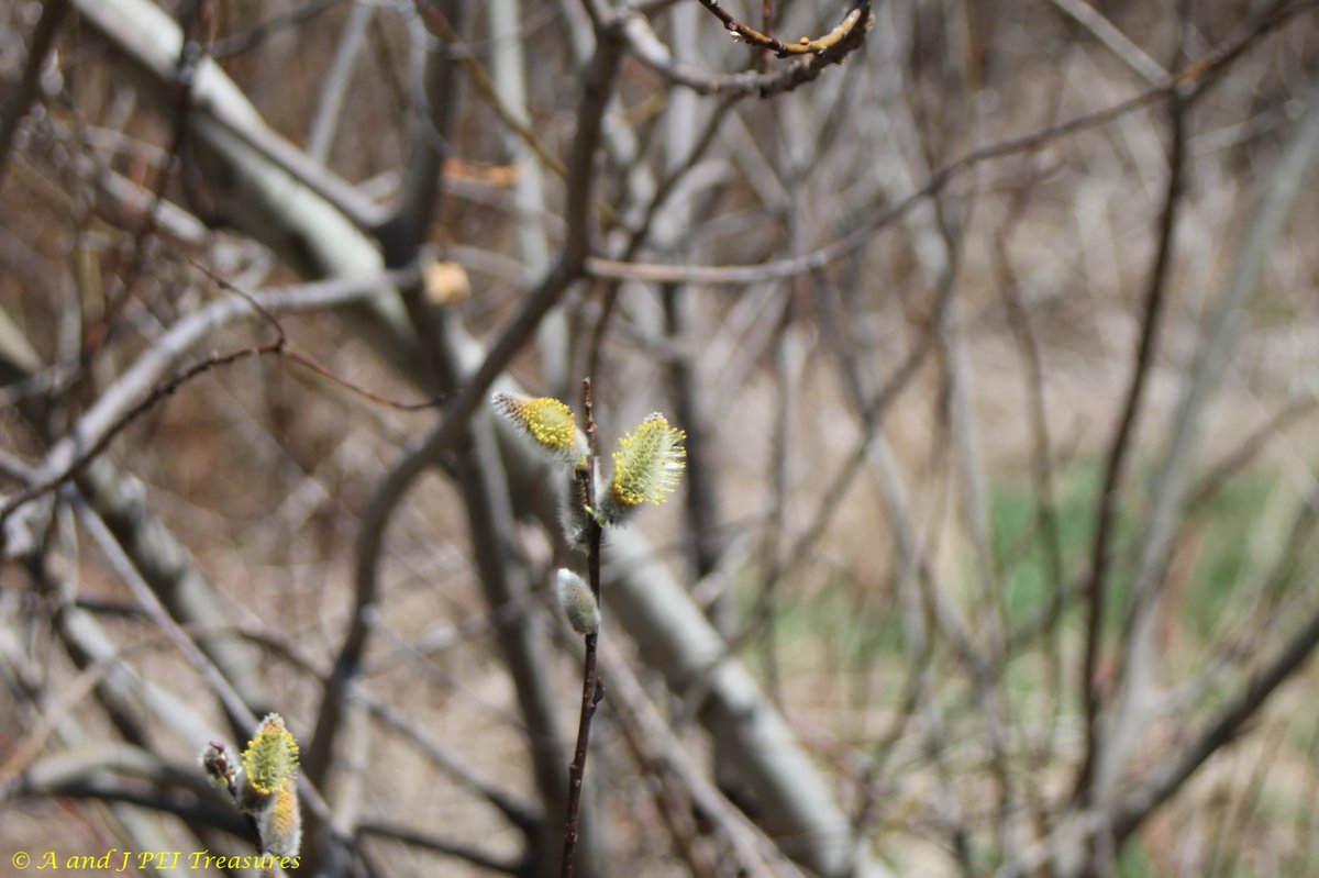 EJS08026749's tweet photo. The pussy willows are starting to get their pollen coats on. Nature creates its own decoration to attract pollinators. #GoodnightEveryone & #Thanks for the likes, shares, views, follows and interest in A & J PEI Treasures! #PrinceEdwardIsland #PEI #Canadan #Canadian #Maritimes https://t.co/Qmu2NFhbCN
