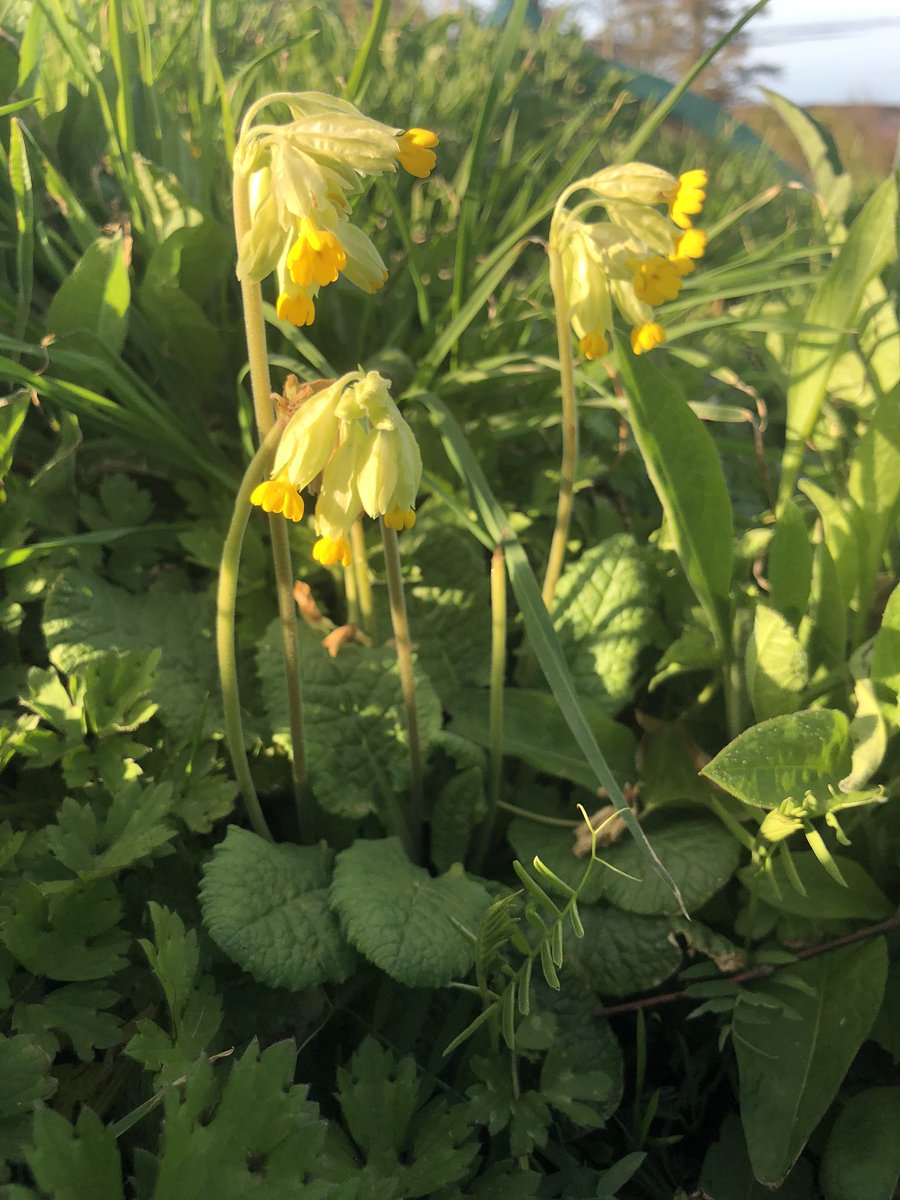 Once common just 2% of grassland can be classed as #SpeciesRich. We’re working to encourage a species rich sward on our grazing land, the beautiful cowslip being one of the earliest flowers to bloom. #wildflowerhour #CowslipChallenge