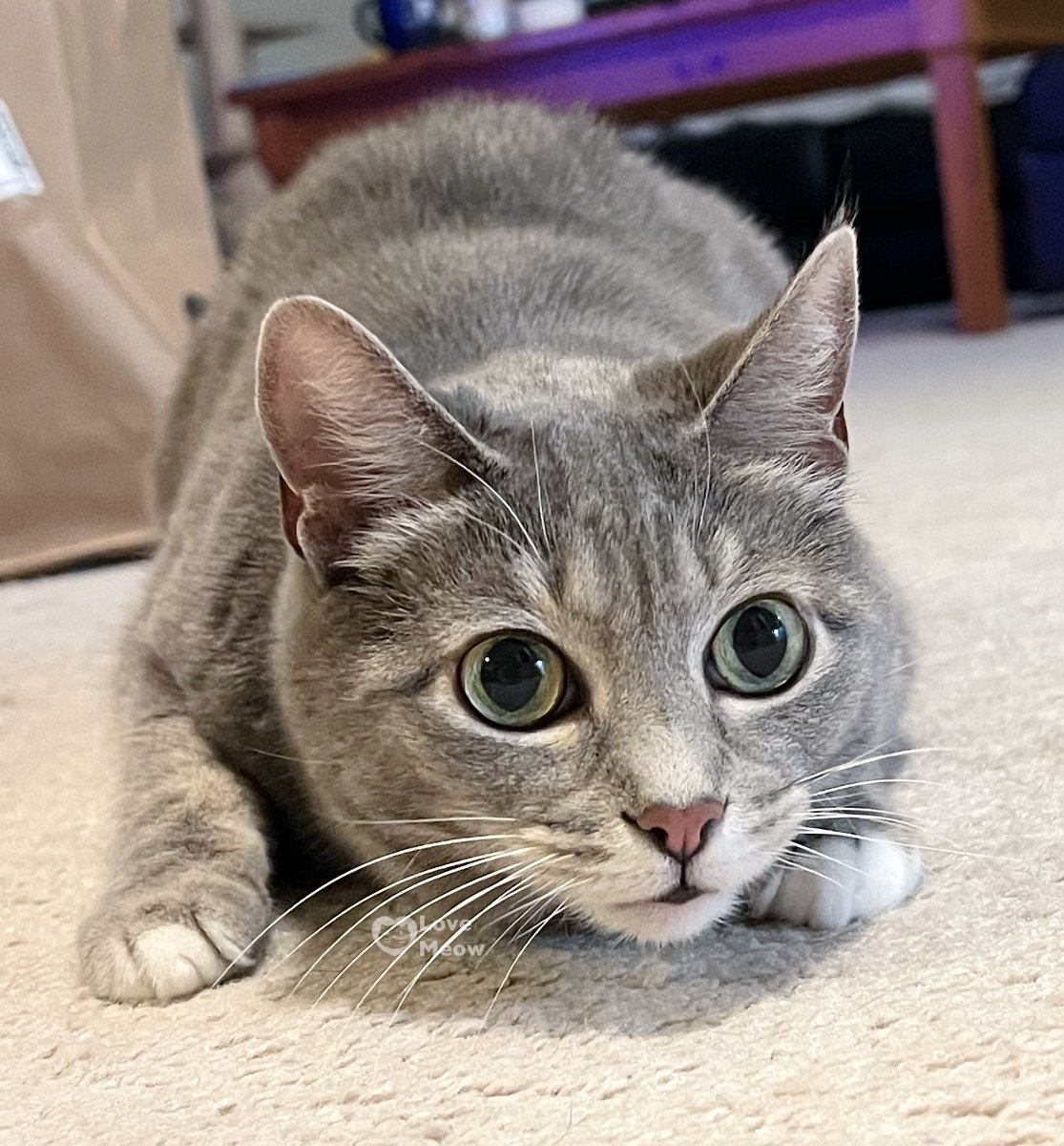 My cat's litter box motto: 'Less weight, faster zoomies!' 😍: Lucy