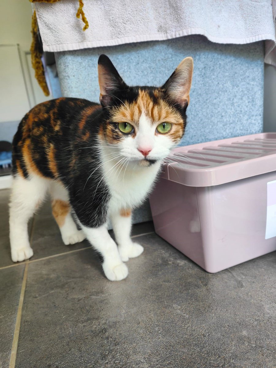 Meet Tinkerbell

She's an extremely friendly girl who will roll over to greet you. She's also very special as she has polydactyl paws, meaning she was born with an extra toe on each foot!

cats.org.uk/telford#adopt-…