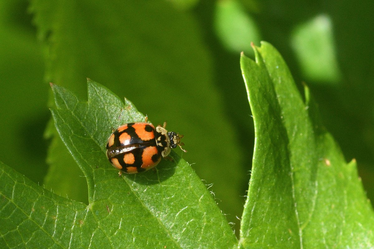 The beetles were hiding away but found these two before getting up on my creaky knees. Phyllobius pomaceus and one of the attractive forms of a 10 spot ladybird Adalia decimpunctata f. decimpustata. @StaffsWildlife headquarters today. @UKLadybirds @StaffsEcology