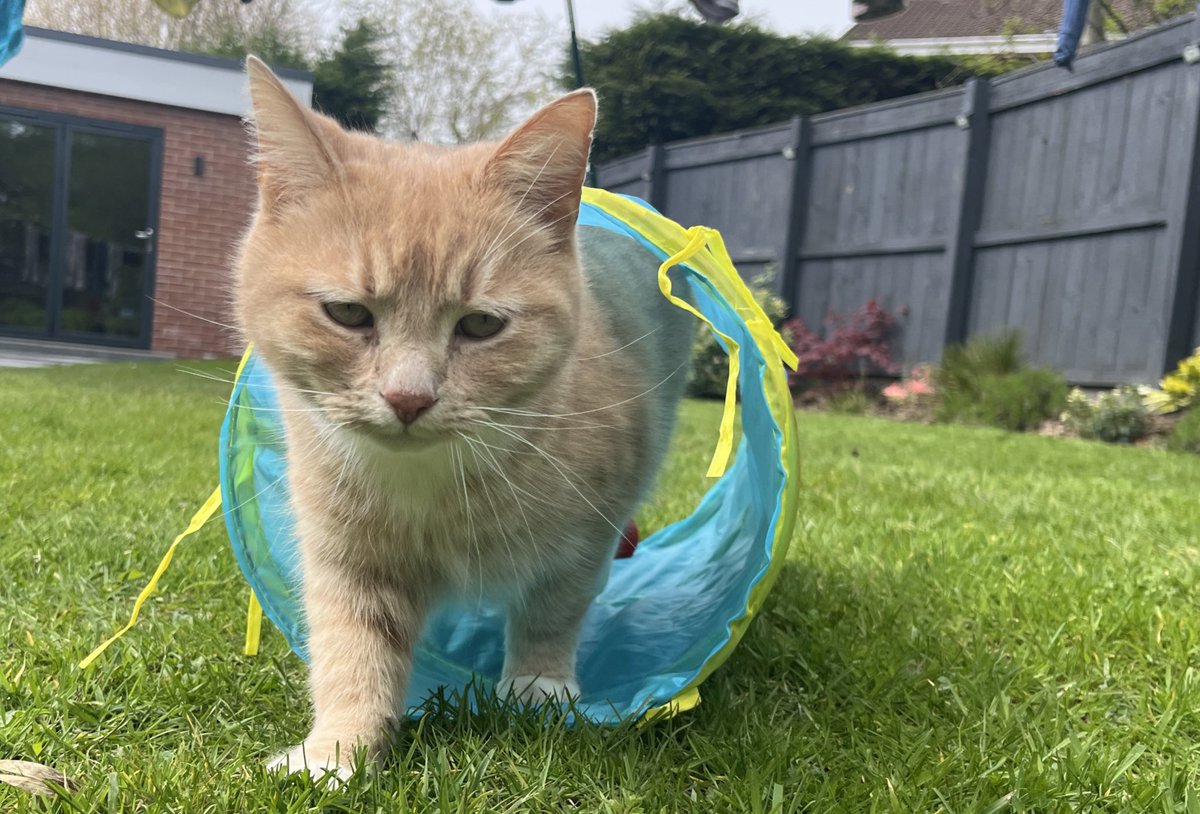 Had a great day in the garden with purrents, even got my garden toys out to play with for first time this year. Lovely to feel some sun on my fur. Enjoy your evening all 😻🧡 #CatsOfX #adoptdontshop #rescuecat #catlovers #catboxsunday