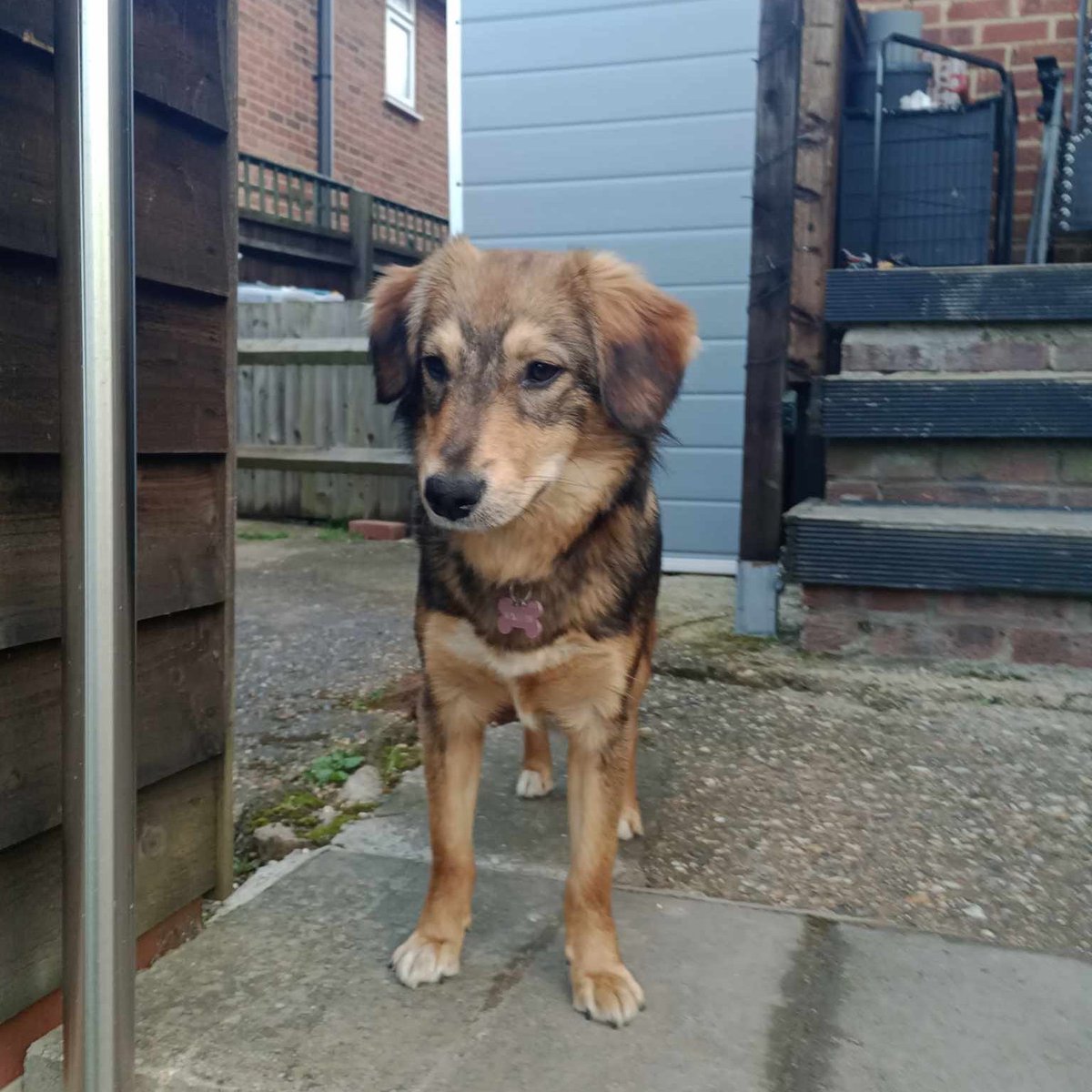 Minnie is in #BUCKINGHAMSHIRE  Unfortunately after just a month Minnie is looking for a new family. She is 9 months old and the teenage daughter hasn't bonded with her. Minnie is a normal playful pup who would benefit from some basic guidance. 
#Northamptonshire #Bedfordshire