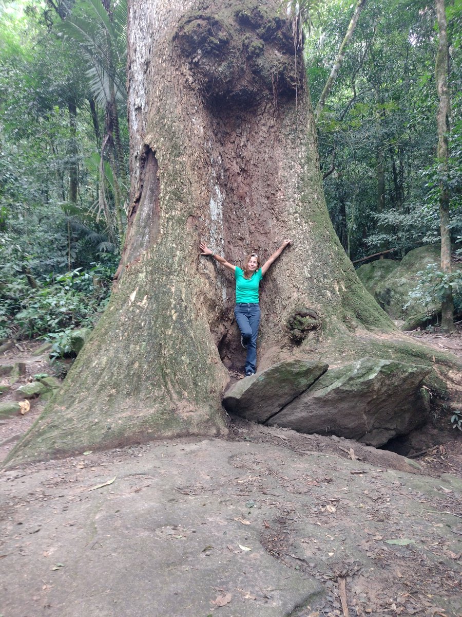 respect and admiration ❤️... our ancient tree... Jequitibá 🌳🇧🇷
