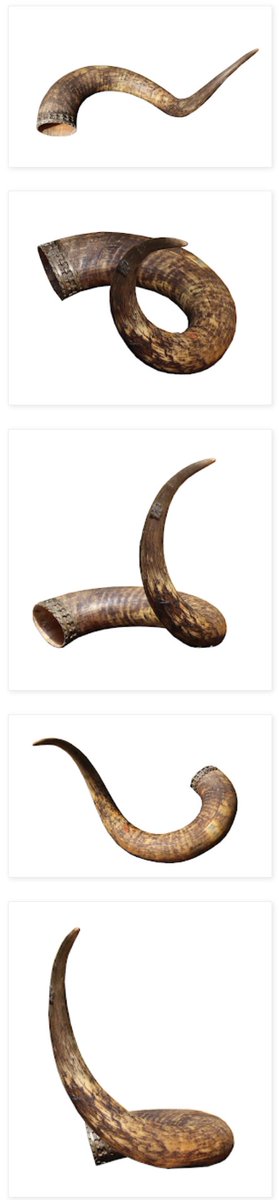 Wow! About an aurochs horn in a private collection. Thanks to @MarkusBhler10 breedingback.blogspot.com/2024/04/i-own-…