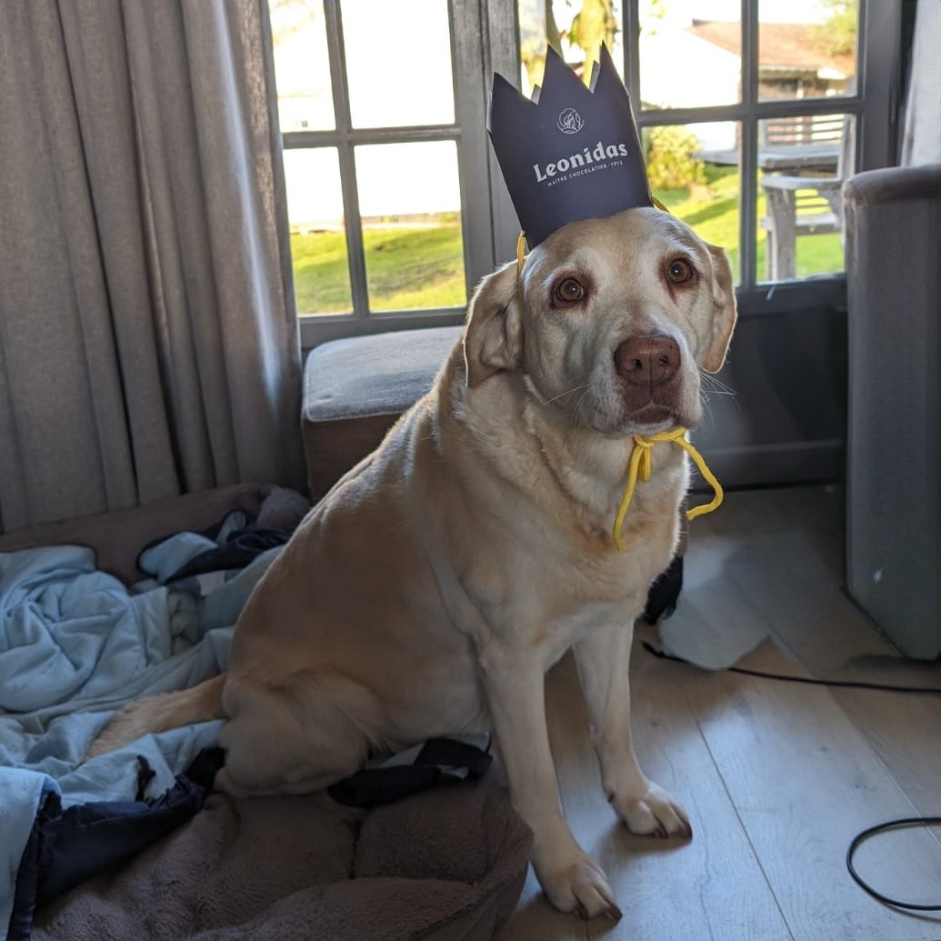 GerMilHistory's tweet photo. New toy elephant and scratch built @Leonidas crown.
Happy birthday to the bestest of all friends. 11 years she has been at my side and I would happily give away a few of my remaining years to spend another 11 with her.
#smooshy #Labradork #dogsoftwitter https://t.co/qMtrhsFjXV