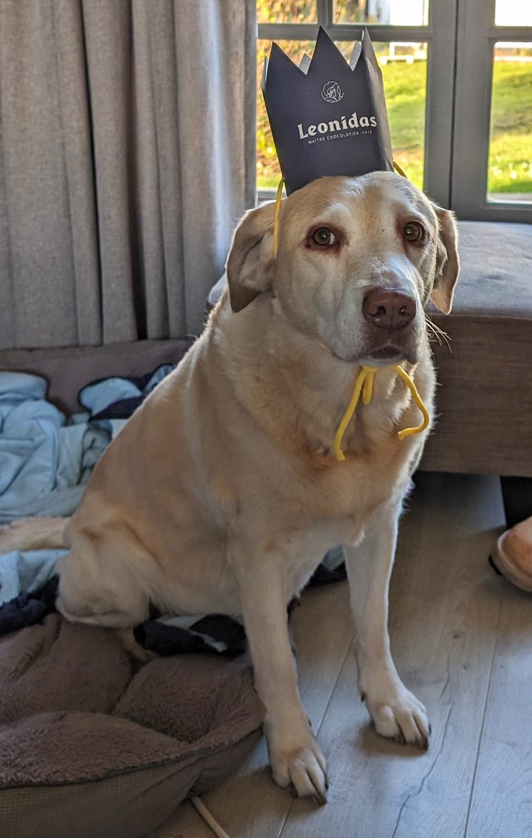 GerMilHistory's tweet photo. New toy elephant and scratch built @Leonidas crown.
Happy birthday to the bestest of all friends. 11 years she has been at my side and I would happily give away a few of my remaining years to spend another 11 with her.
#smooshy #Labradork #dogsoftwitter https://t.co/qMtrhsFjXV