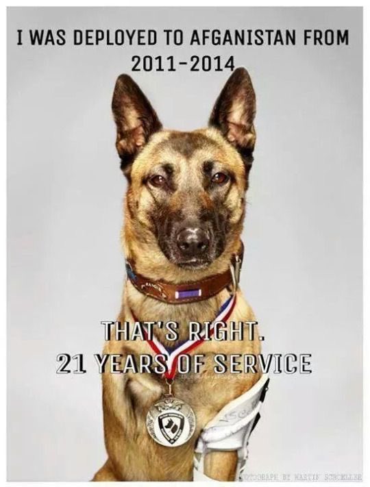 Veterans include our heroic military working dogs.