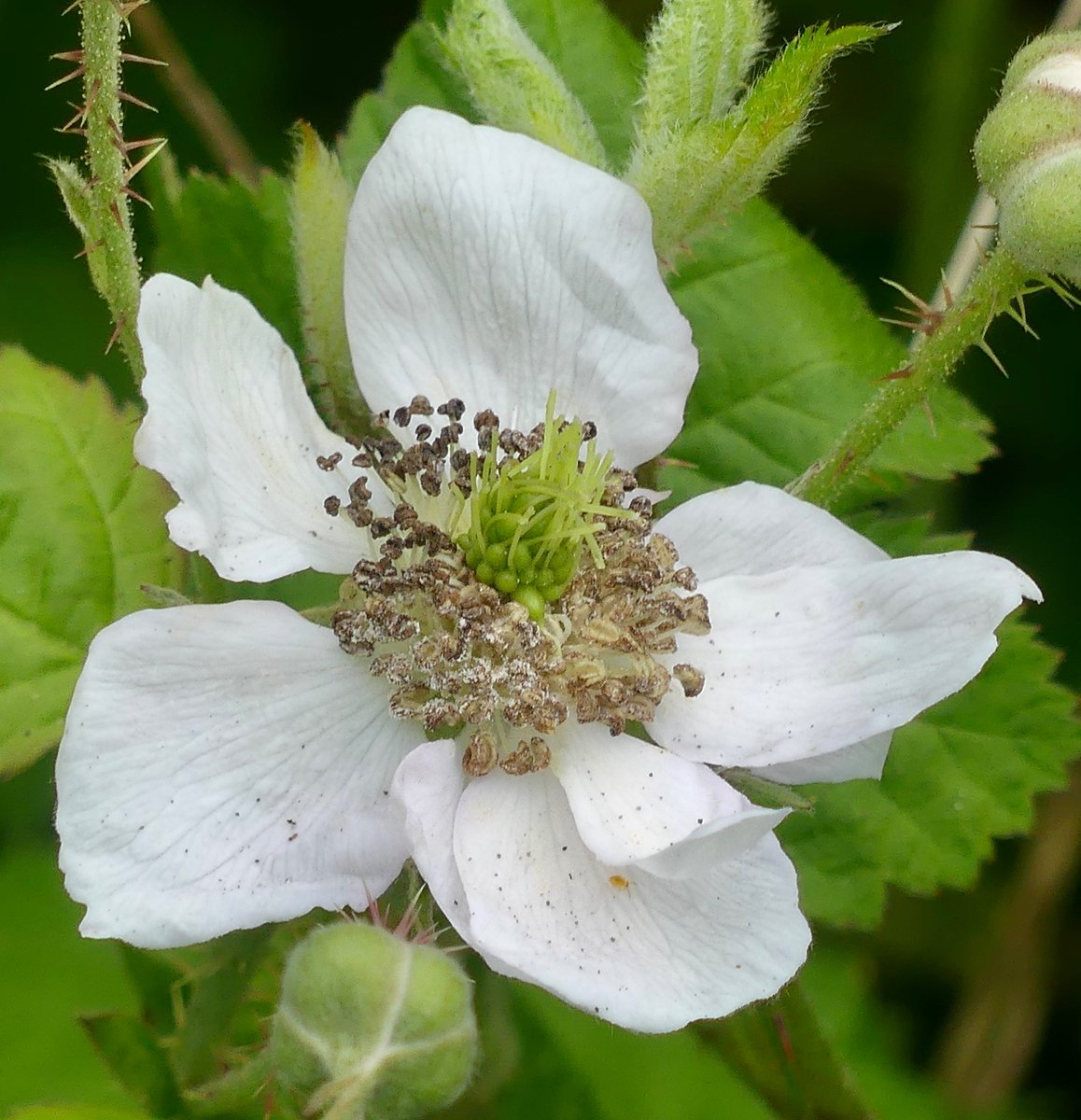 For ... #WildflowerHour ... Bramble flowers seen locally (super-early we think: only a very few flowers)...