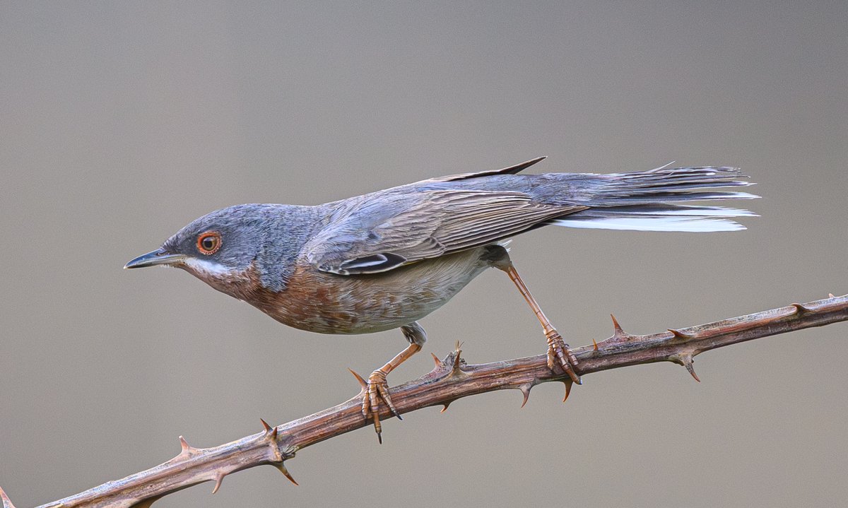 Today on Lesvos Greece, an eastern Subalpine warbler  'walking like an Egyptian' to fend off all rivals from straying into its breeding territory #TwitterNatureCommunity #TwitterNaturePhotography #NatureLovers #NatureLover #BirdsSeenIn2024  #NatureGoneWild #Lesvos