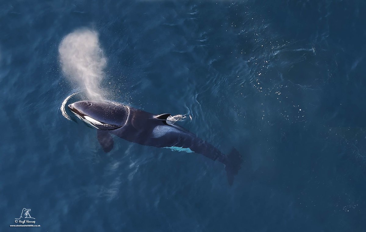 Vaila: an incredible mother of six and matriarch of the Northern Isles Community '27s' #Orca pod surfacing off the south Mainland of Shetland.