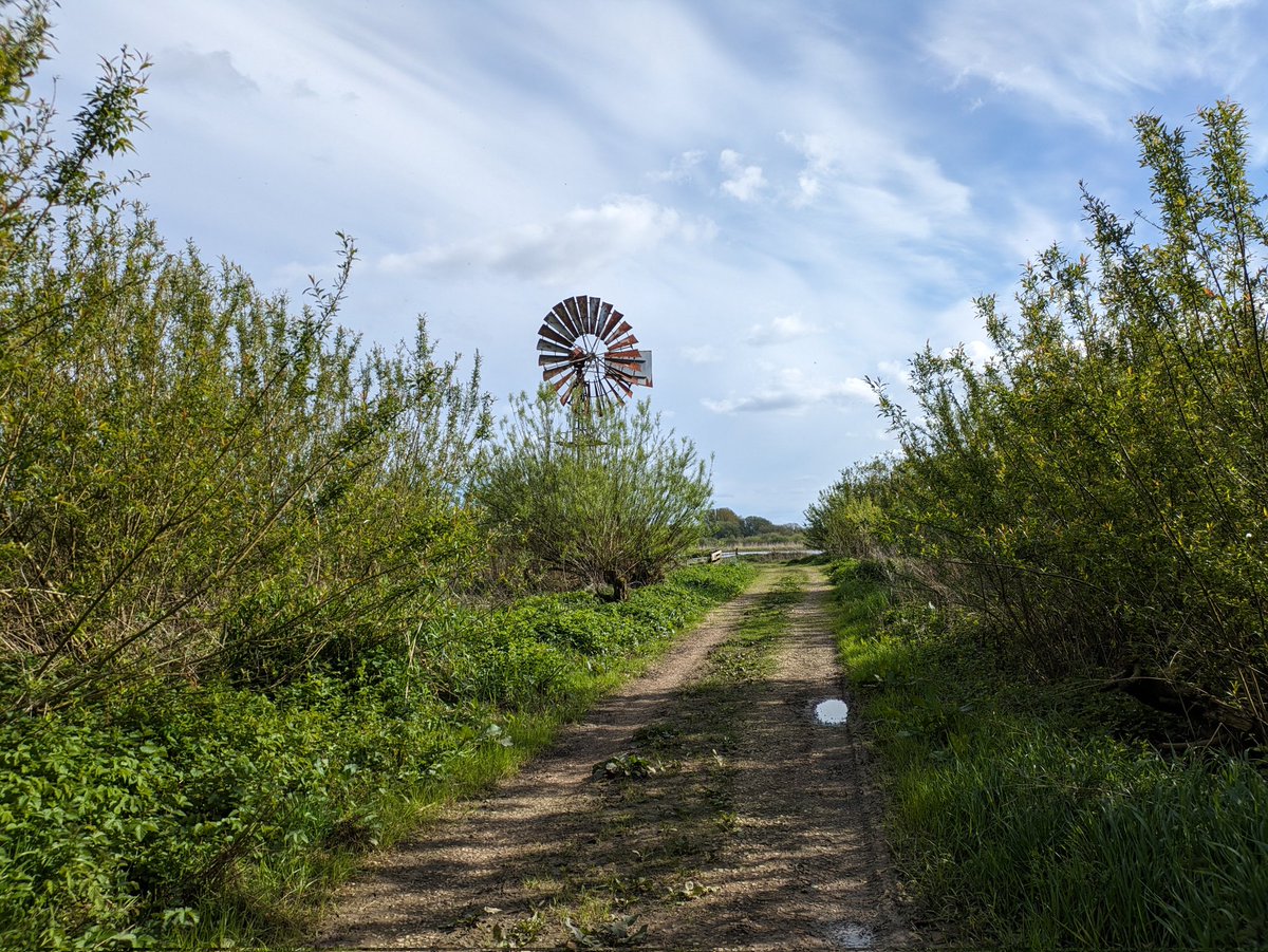 Sunny spring afternoon at Wheldrake Ings. Slavonian grebe was the highlight, with reed warbler and whitethroat new for the years and willow warblers everywhere. Also some butterflies: orange-tip, green-veined white and holly (I think) blue @YorkBirding @YorksWildlife